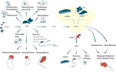 Heterogeneity and Potency of Peripheral Glial Cells in Embryonic Development and Adults